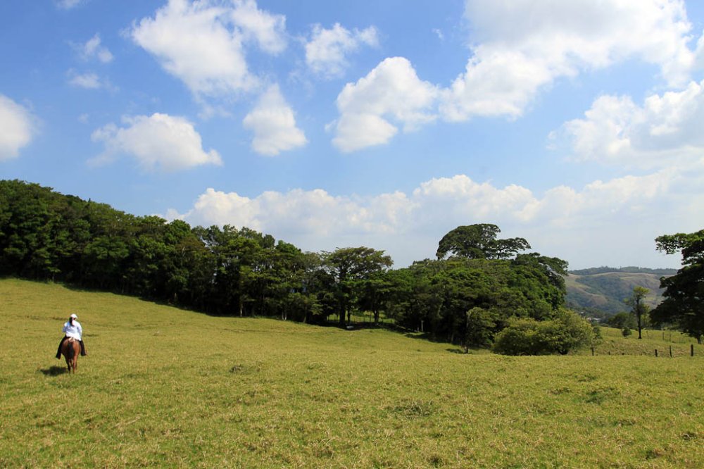 helaconia ranch pasture 
 - Costa Rica