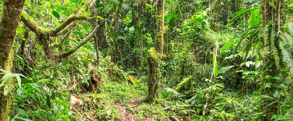 san gerardo forest 
 - Costa Rica