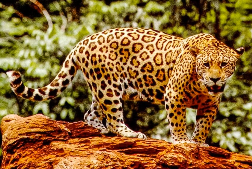 jaguar
 - Costa Rica