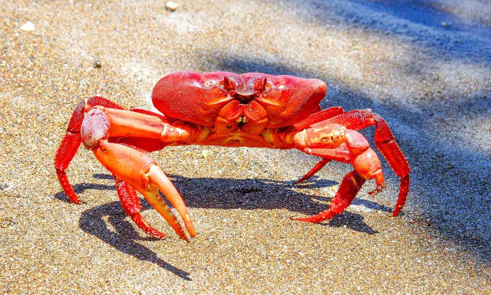 red crab on the sand osa peninsula
 - Costa Rica