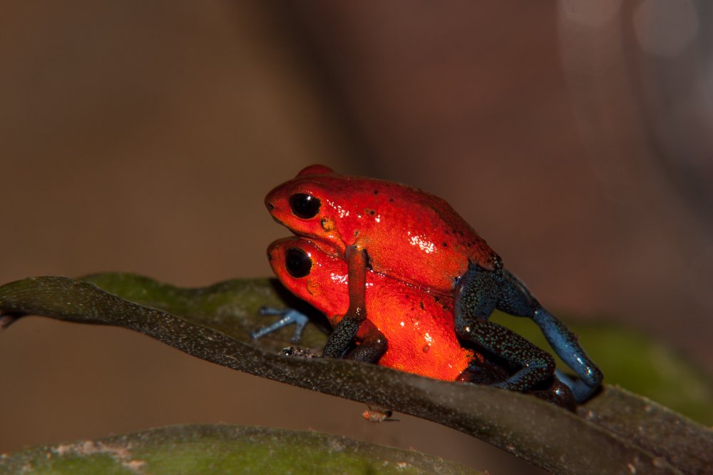 blue jeans frogs mating 
 - Costa Rica