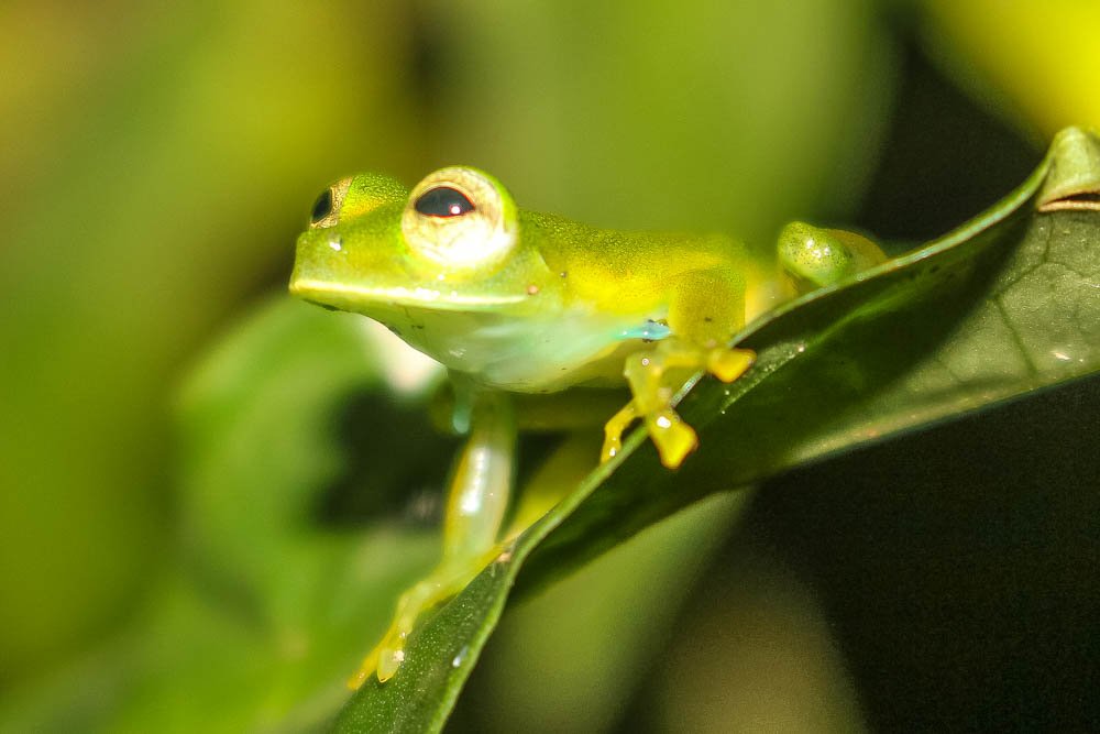 emerald glass frog 
 - Costa Rica