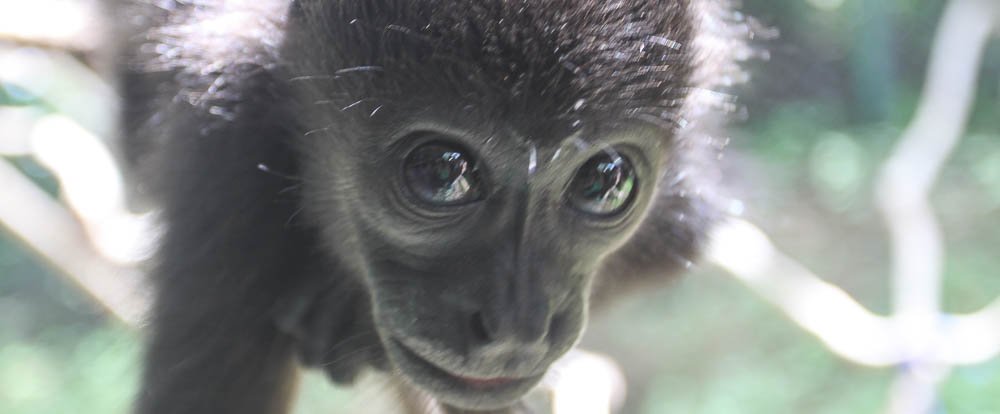 monkey eye reflection 
 - Costa Rica