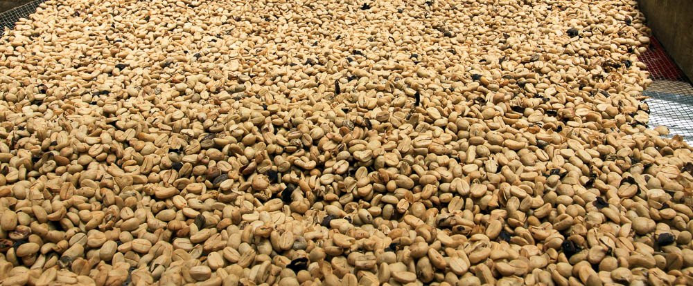 helaconia ranch coffee beans 
 - Costa Rica