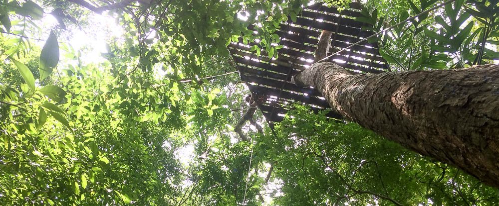 looking up at rappel wingnuts 
 - Costa Rica