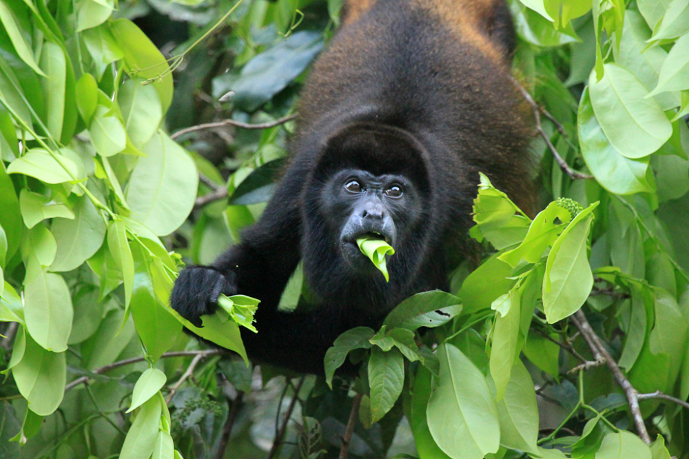 Tortuguero's Wildlife in Pictures