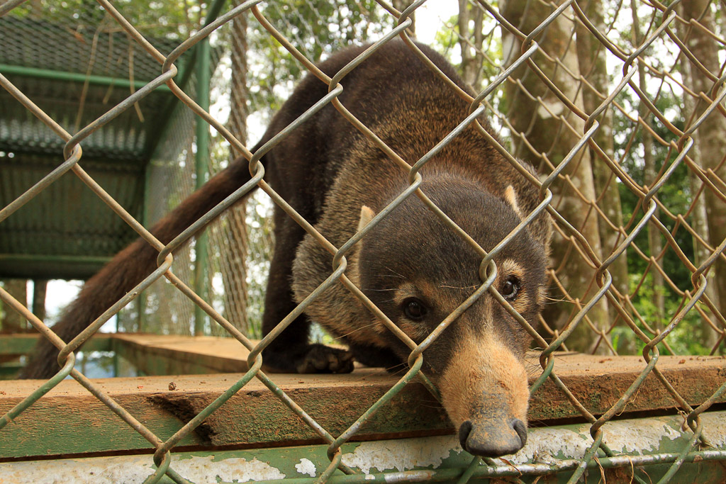 osa animal shelter blog coati 
 - Costa Rica