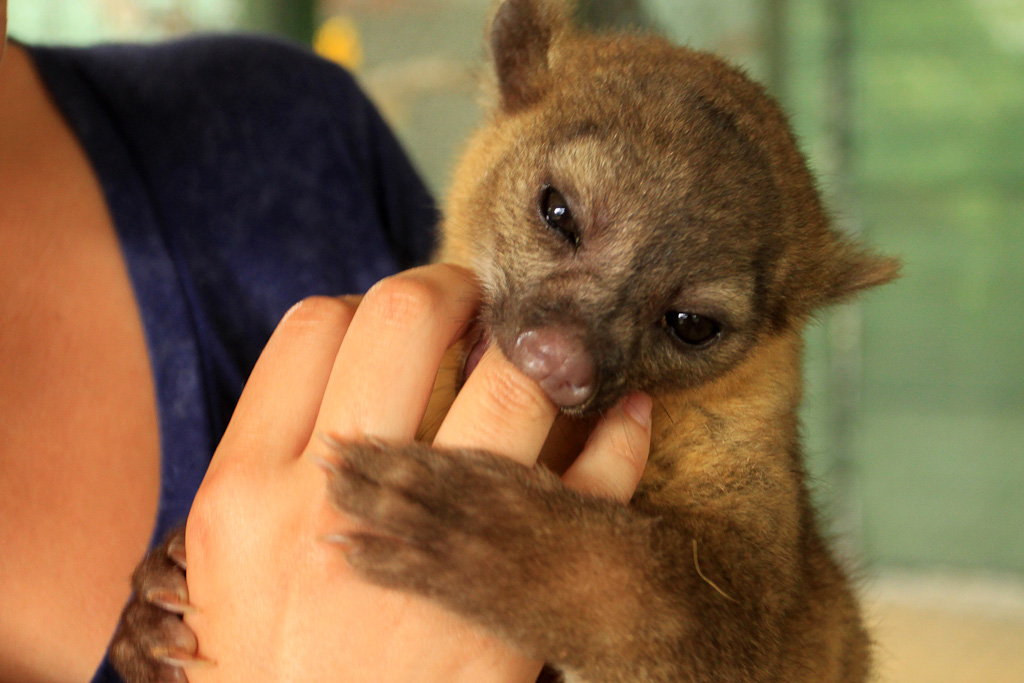 osa animal shelter blog young kinkajou 
 - Costa Rica