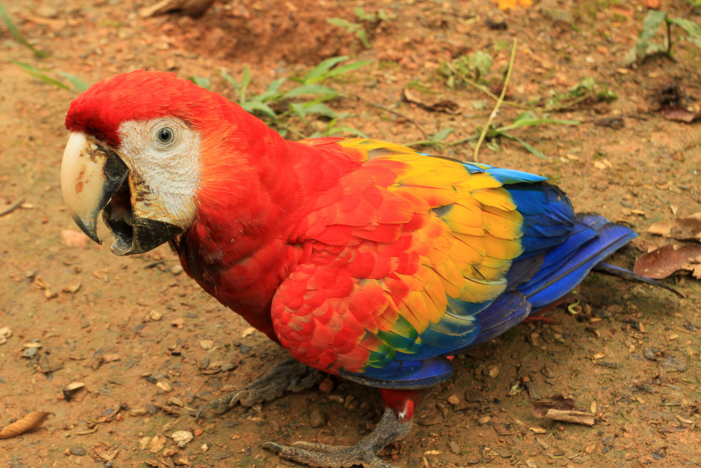 osa animal shelter blog scarlet macaw no tail feathers 
 - Costa Rica