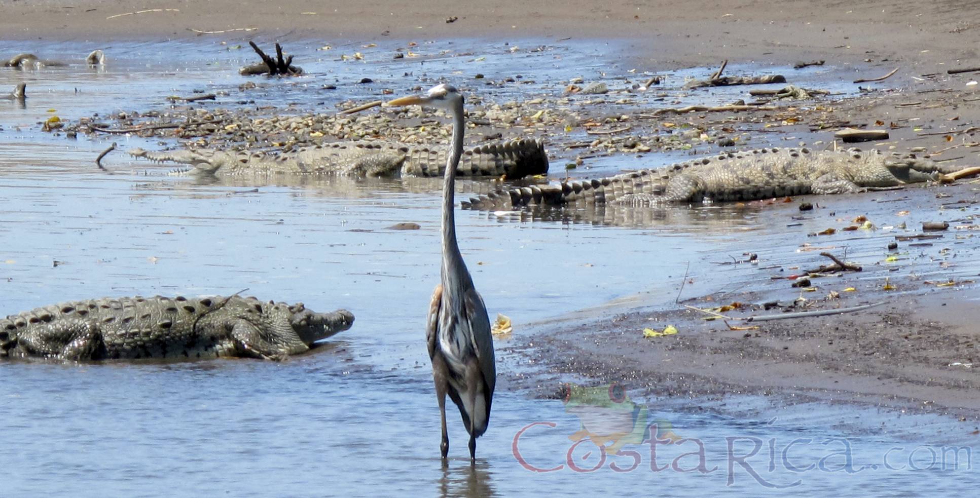 heron carara national park
 - Costa Rica