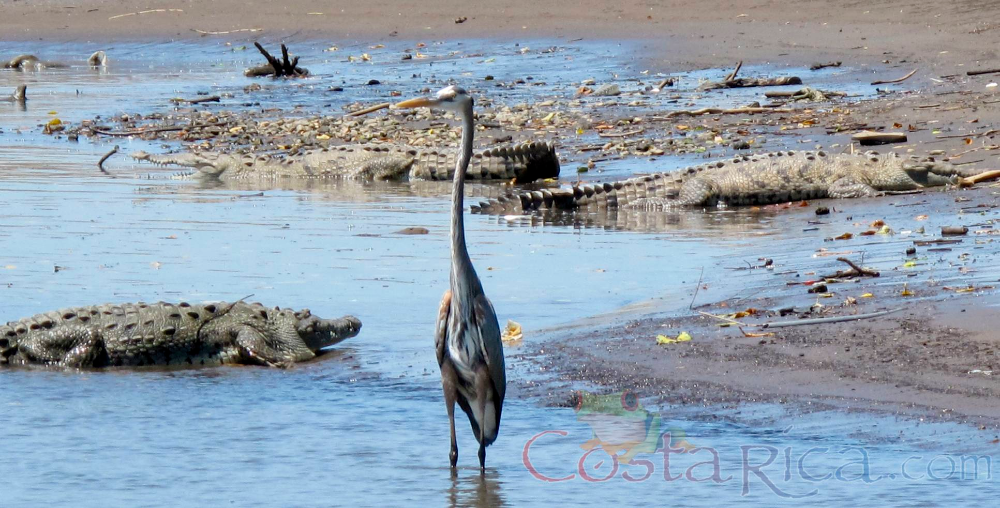 Anteaters & Crocs at Carara National Park