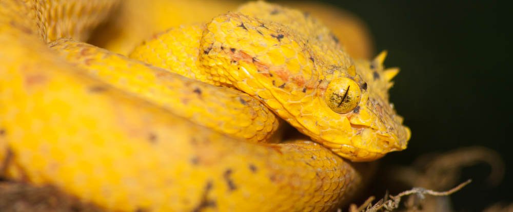 yellow pit viper monteverde
 - Costa Rica