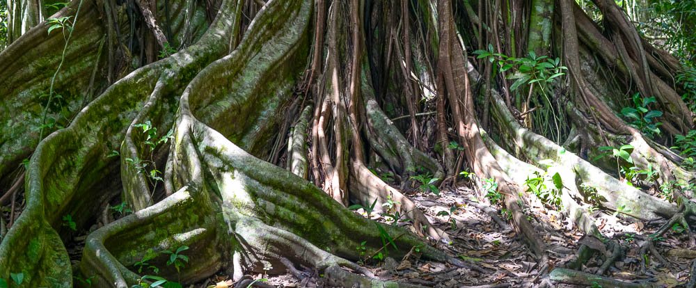 tree on rio claro trail sirena ranger station corcovado national park 
 - Costa Rica