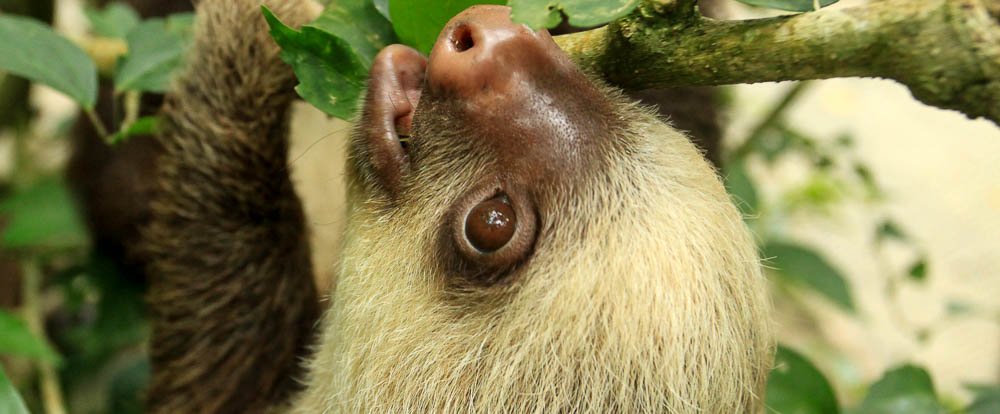 jaguar rescue center young two toed sloth 
 - Costa Rica