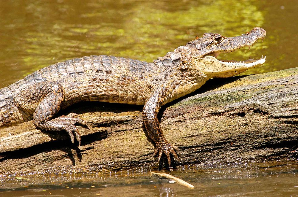 caiman tortuguero 
 - Costa Rica