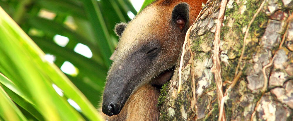 corcovado anteater 
 - Costa Rica