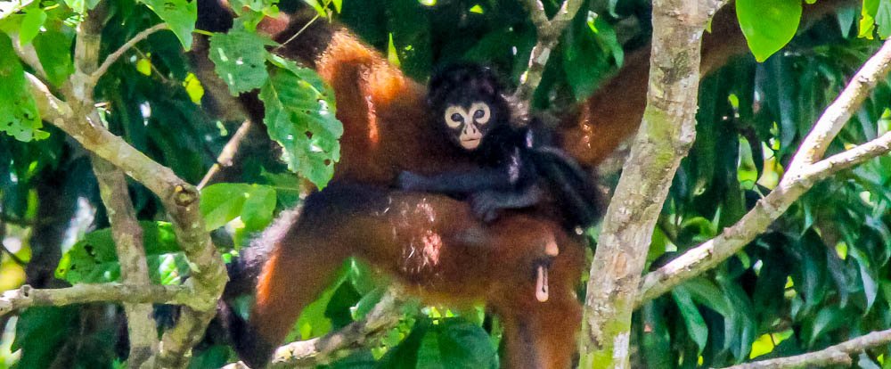 spider monkey with baby on her back san pedrillo ranger station corcovado national park
 - Costa Rica