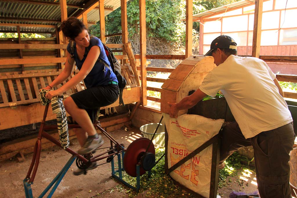 monteverde coffee farm cutting greens 
 - Costa Rica