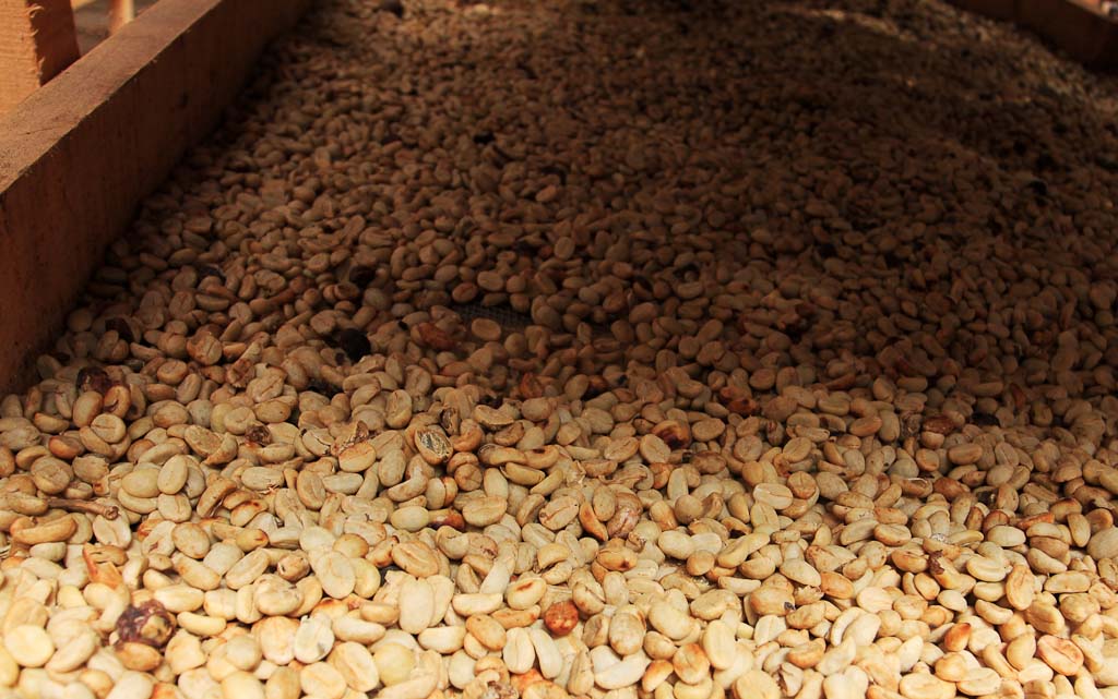 monteverde coffee farm drying beans 
 - Costa Rica