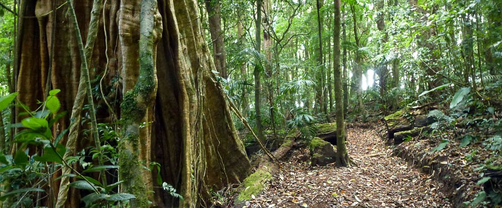 curi cancha cloud forest 
 - Costa Rica