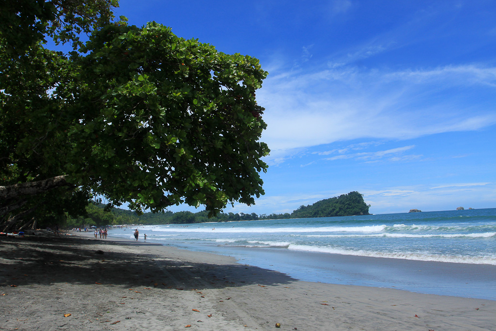  things to do manuel antonio beach tree 
 - Costa Rica