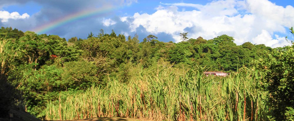trapiche tour sugar cane field 
 - Costa Rica