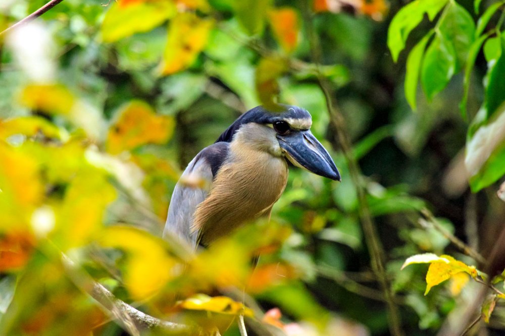 turtle beach lodge boat billed heron
 - Costa Rica