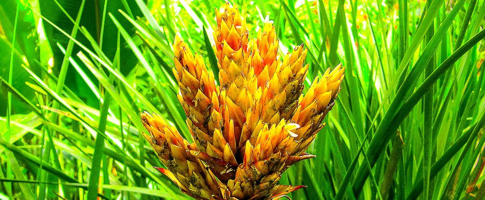 yellow bromeliad
 - Costa Rica