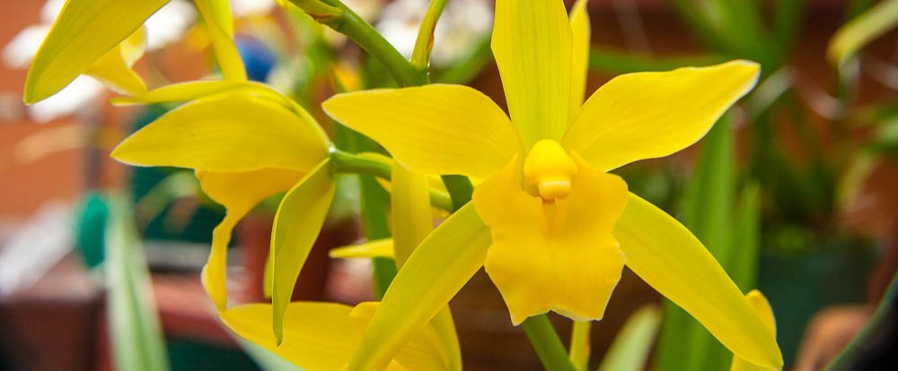 yellow orchids palmares
 - Costa Rica