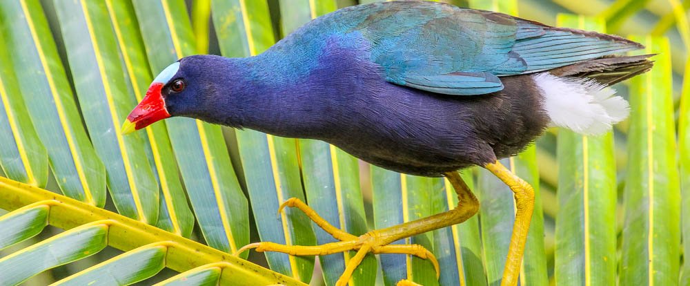 purple gallinule on sierpe mangler
 - Costa Rica