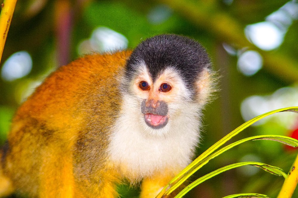 squirrel monkey corcovado
 - Costa Rica