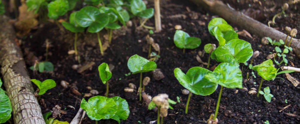 monteverde coffee farm coffe seedlings 
 - Costa Rica