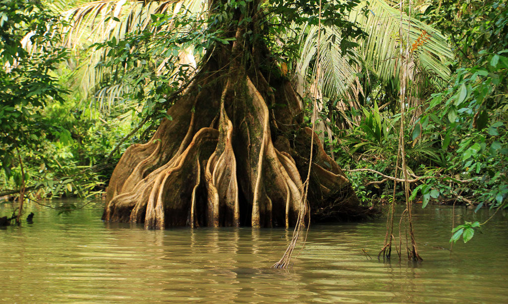 how conservation saved tortuguero blog buttresses 
 - Costa Rica