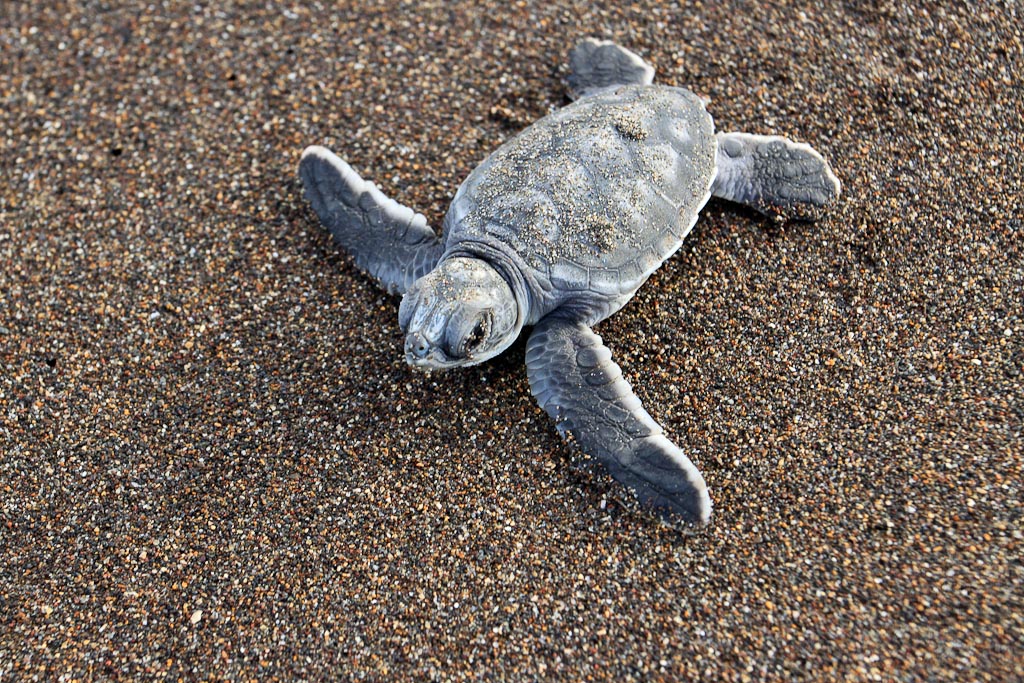 how conservation saved tortuguero blog baby turtle 
 - Costa Rica