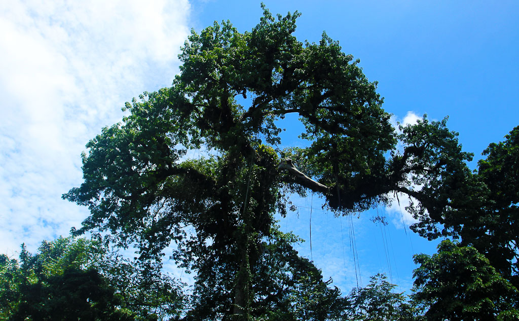 how conservation saved tortuguero blog tall tree 
 - Costa Rica