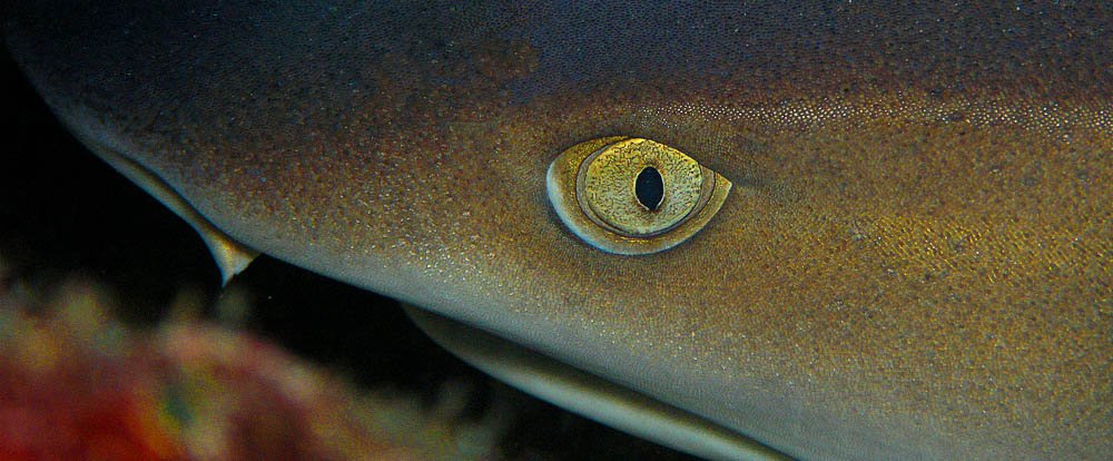 white tip reef shark up close 
 - Costa Rica