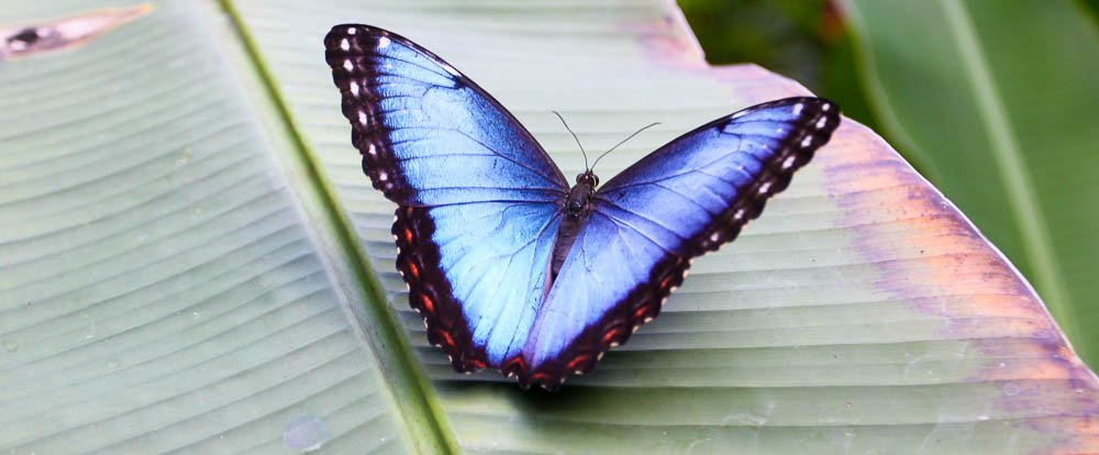 morpho butterfly montezuma butterfly gardens 
 - Costa Rica