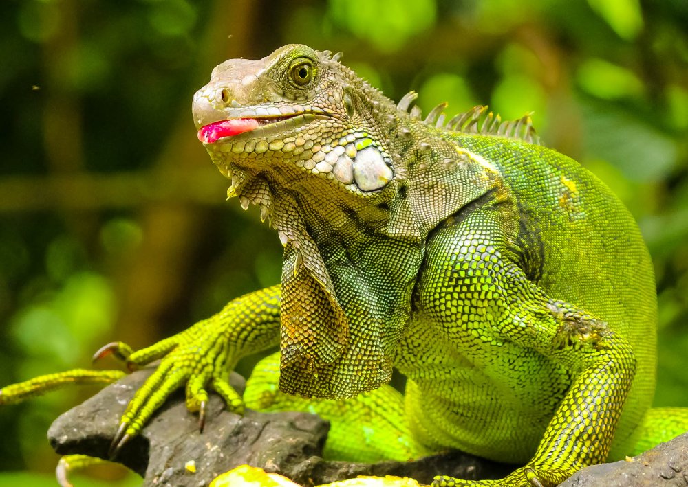 green iguana sticking its toungue out at gringo curts restaurant 
 - Costa Rica