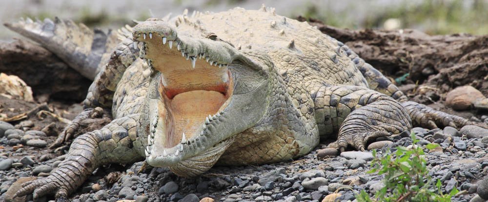 crocodile yawing on the shore of tarcoles river 
 - Costa Rica