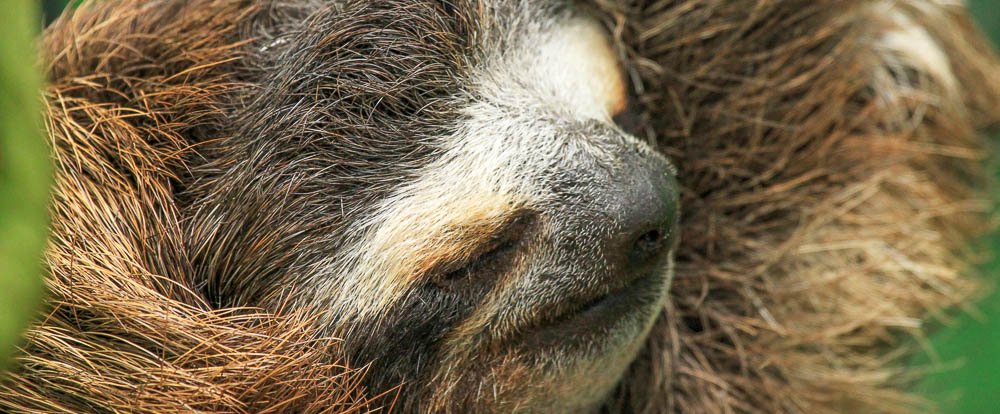 sloth sanctuary three toed face 
 - Costa Rica