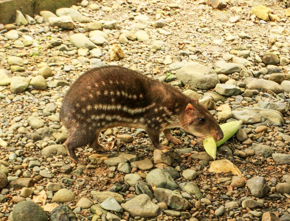 osa animal sanctuary tour page paca 
 - Costa Rica