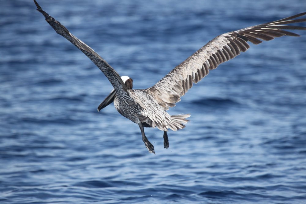 pelican lifting off water 
 - Costa Rica