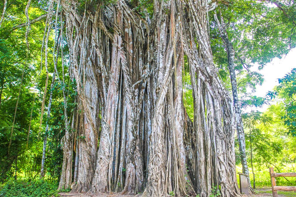 cabuya strangler fig tree trunk view
 - Costa Rica