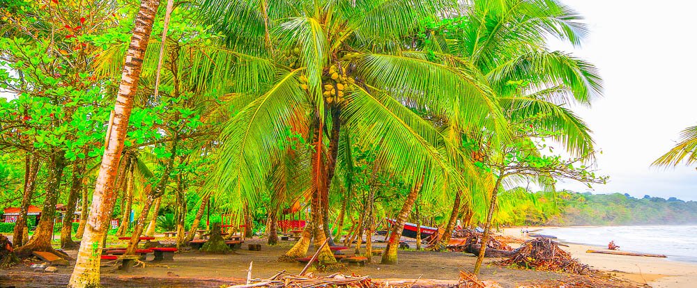 coconut palms playa manzanillo limon
 - Costa Rica