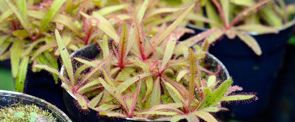 importing plants to costa rica
 - Costa Rica