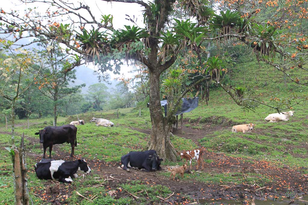 selva leona part  farm 
 - Costa Rica