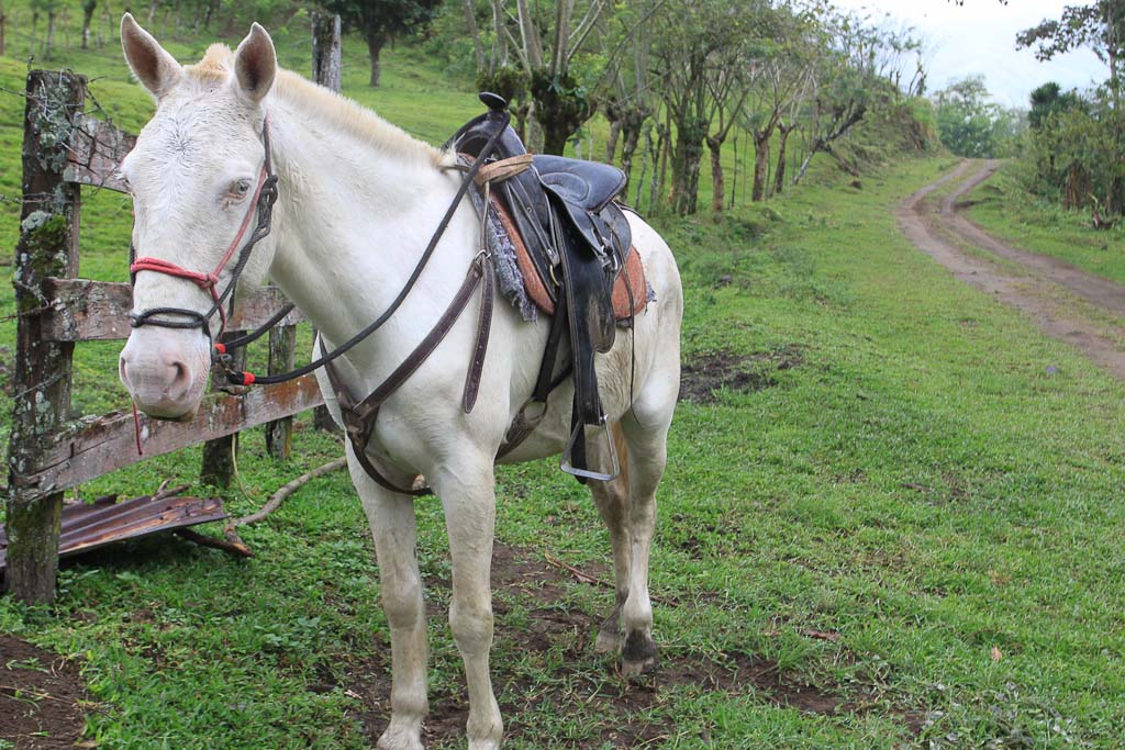 selva leona part  horse 
 - Costa Rica