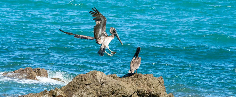 pelicans on rock montezuma
 - Costa Rica