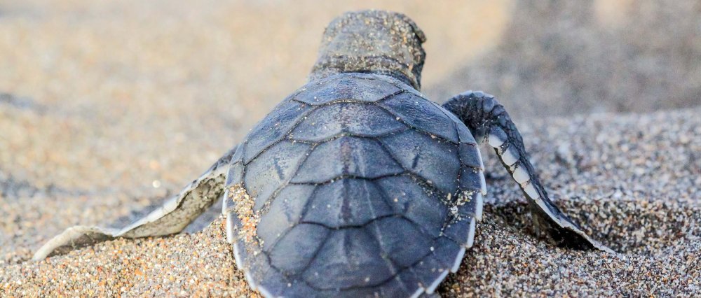 tortuguero all inclusive tour page baby turtle 
 - Costa Rica