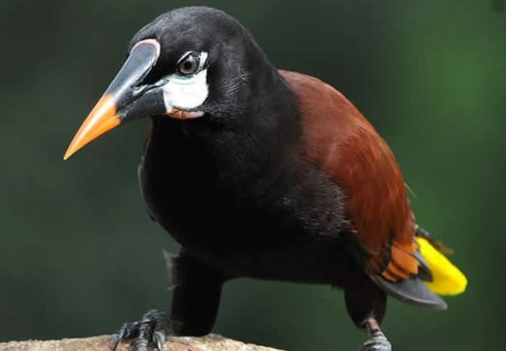 oropendola
 - Costa Rica